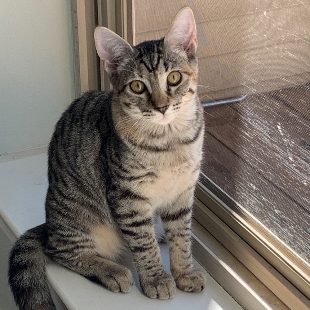 Meet your Posher, Wool